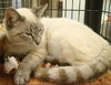 Cookie-Siamese