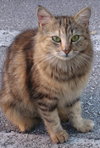 Persephone