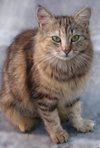 Persephone