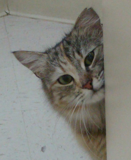 Persephone
