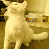 Henrye