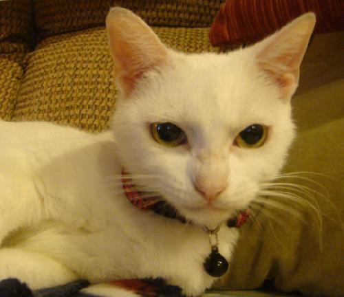 Mellow