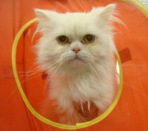 Pringles