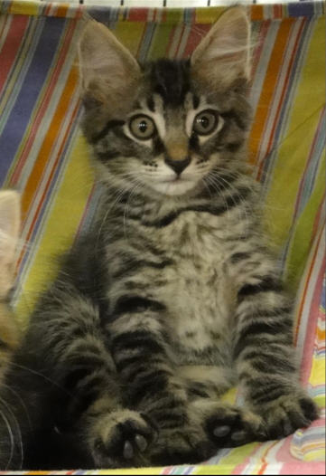 Swiper