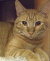 Murphy (Orange)