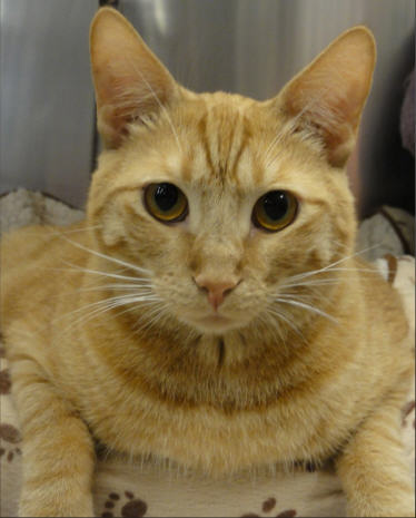 Murphy (Orange)