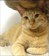 Murphy (Orange)