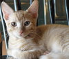 Murphy (Orange)