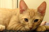 Murphy (Orange)