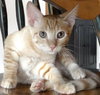 Murphy (Orange)