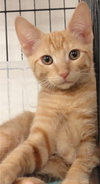 Murphy (Orange)