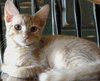 Murphy (Orange)