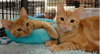 Murphy (Orange)