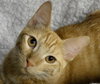 Murphy (Orange)