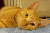 Murphy (Orange)