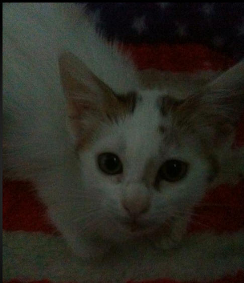 Peanut