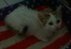 Peanut