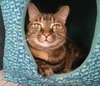 Cinnamon