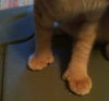 Ollie