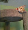 Ollie