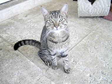 Bishop-tabby