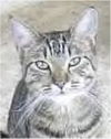 Bishop-tabby