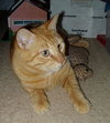 Bruiser-Red