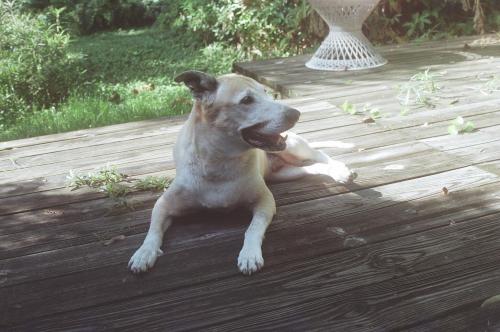 Buddy