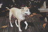 Buddy