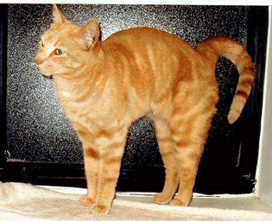 Chester