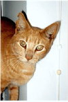 Chester
