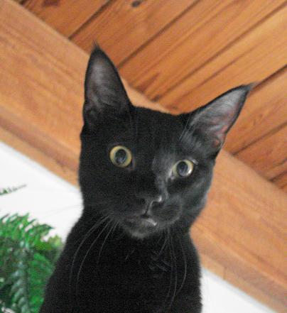 Licorice