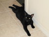 Licorice