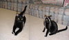 Licorice