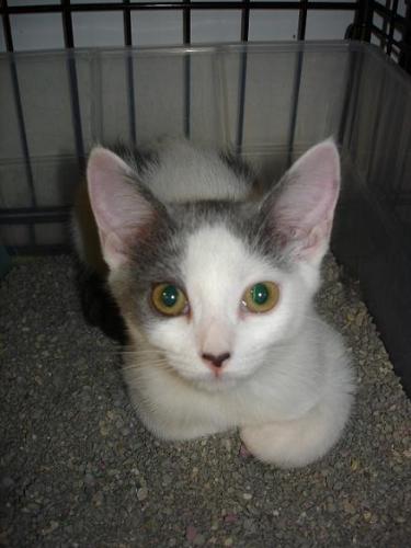 Minnie '07 white with gray