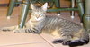 Paxton