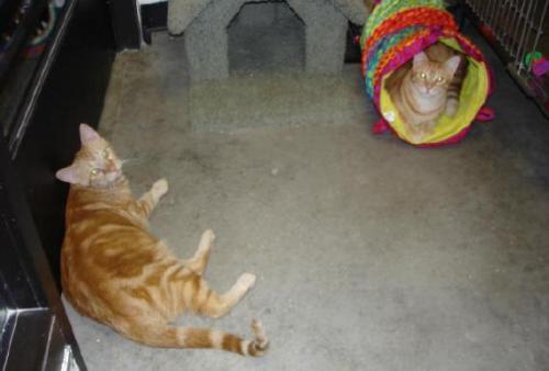 Pedro and Pablo
