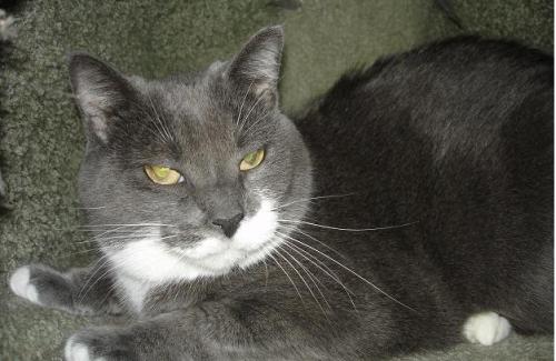 Sheeba