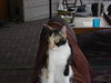Maven