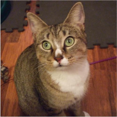 Sweet Pea-tabby