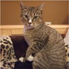 Sweet Pea-tabby