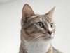 Sweet Pea-tabby