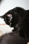 Sheba