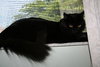 Sheba