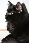 Sheba