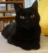 Suri-blk