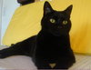 Suri-blk