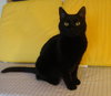Suri-blk
