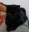 Suri-blk