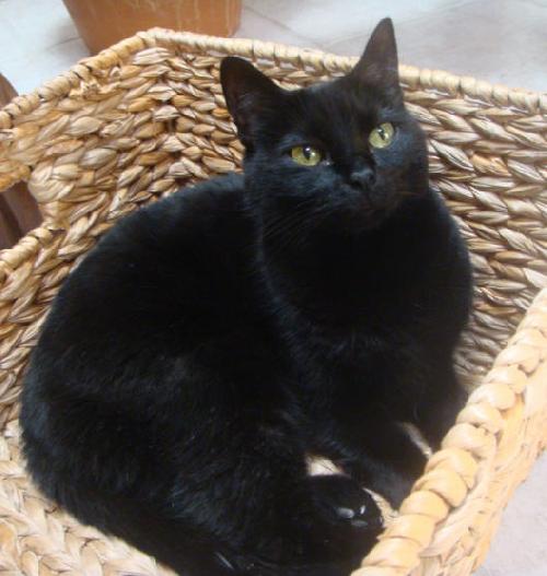 Suri-blk